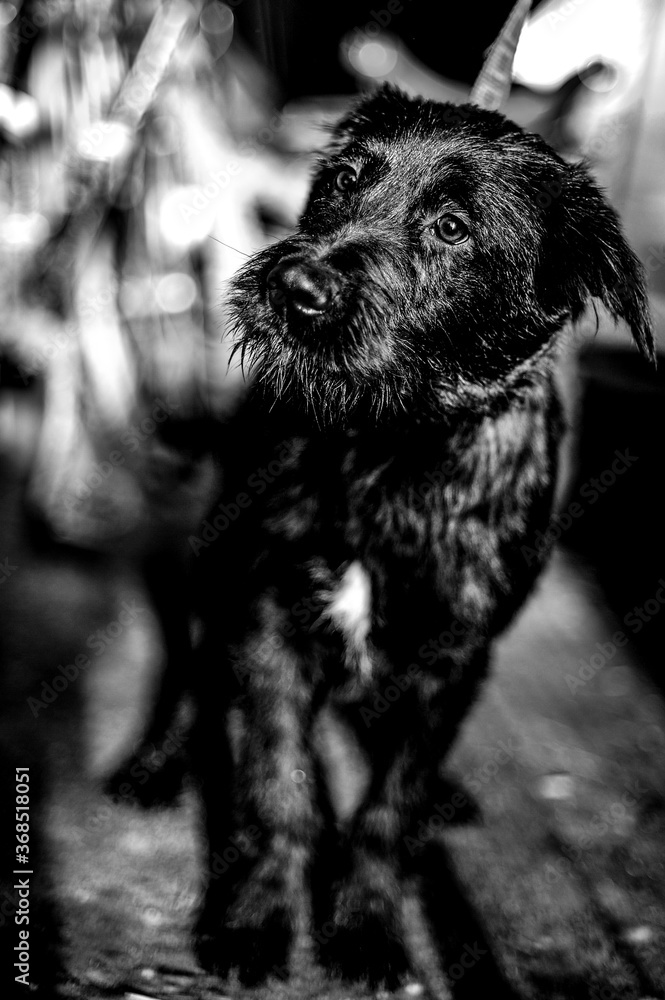 black and white photo of an abandoned dog