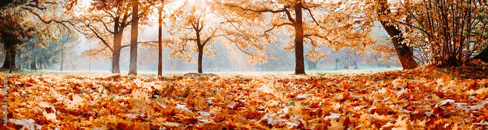 trees in the park in autumn on sunny day