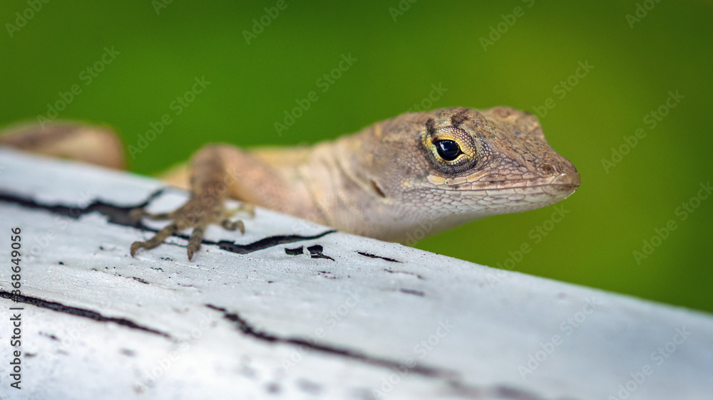 Look out where you sit! A small Brown Anole on the edge of a bench!