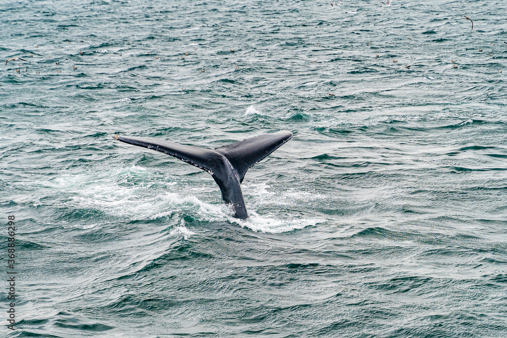 Humpback Whale Provincetown, Cape Cod, Massachussetts, US