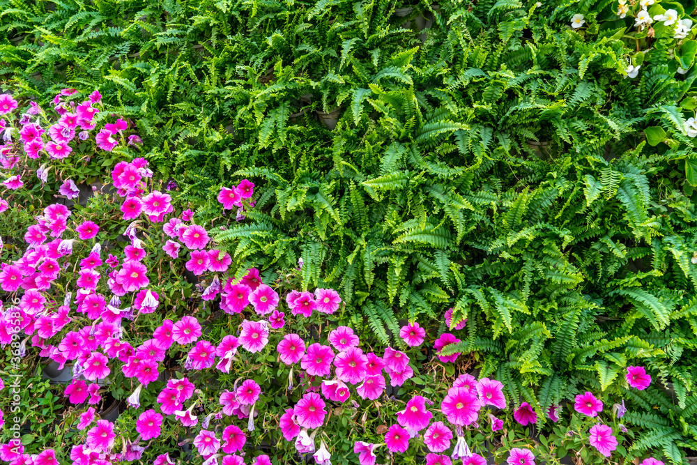 Background material of flowers and plants wall..