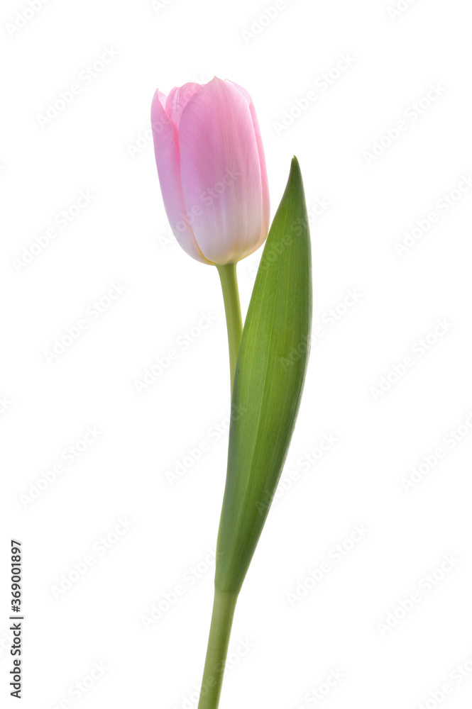 pink tulip flower isolated without shadow clipping path