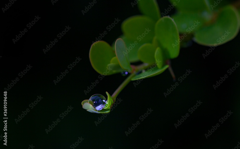 a drop of water rests on a tiny leaf