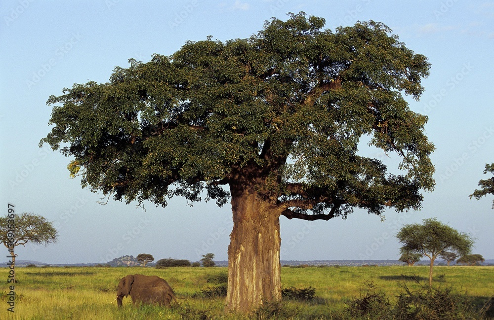 BAOBAB和非洲大象loxodota africana，坦桑尼亚塔兰吉尔公园