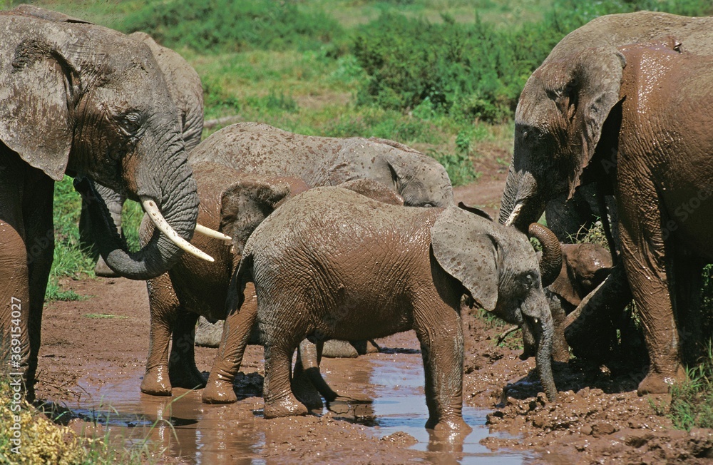 非洲大象loxodota africana，GROUP HAVING MUD BATH，肯尼亚