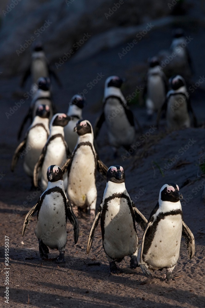 JACKASS PENGUIN OR AFRICAN PENGUIN spheniscus depersus，GROUP GOING TO THE SHORE，BETTYS BAY IN SOU（美国