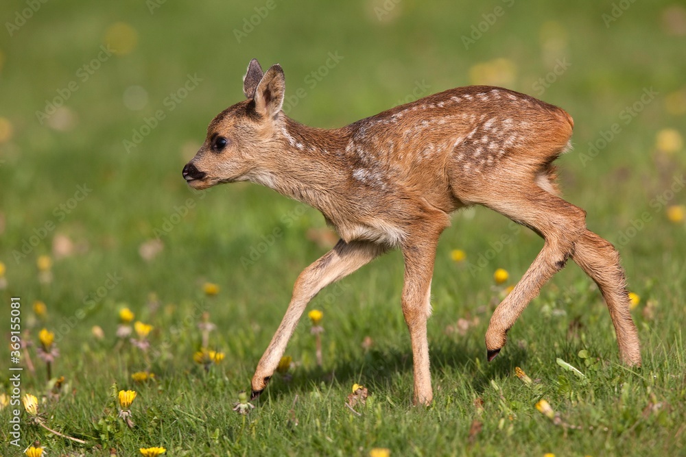 Roe Deer，capreolus capreolu，Foan with Flowers，诺曼底