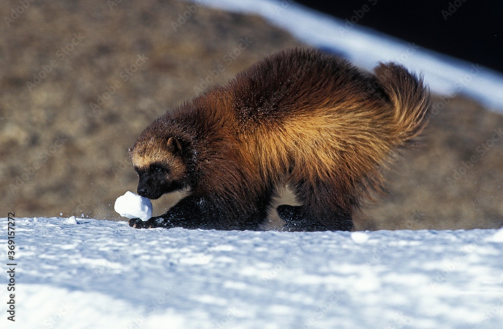 北美WOLVERINE gulo gulo luscus，玩雪球的成年人，加拿大