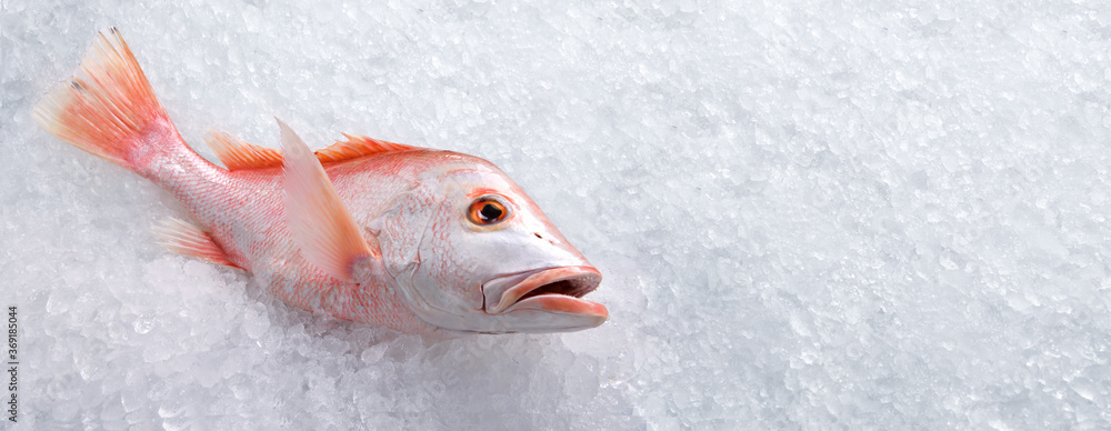 Fresh whole red snapper fish seafood uncooked on ice with copy-apace