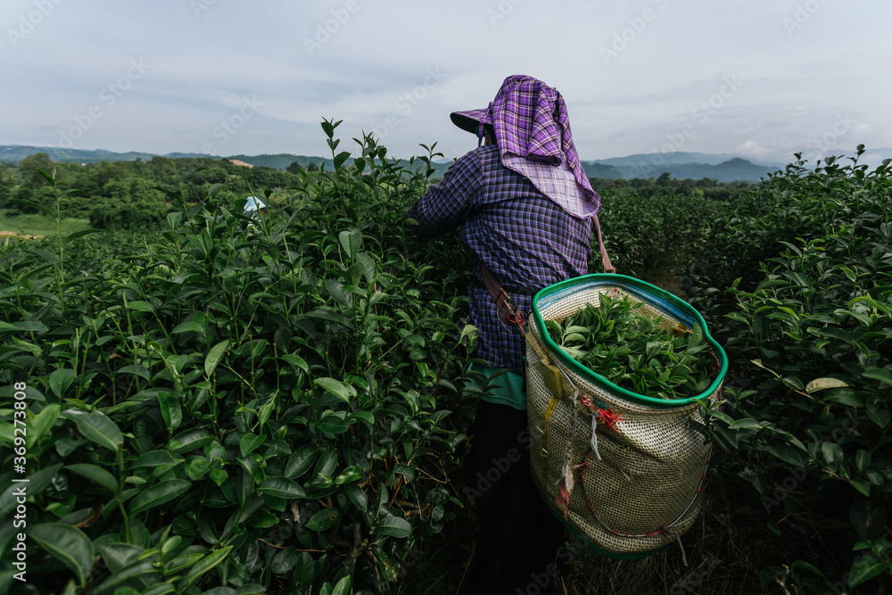 在茶园里收集茶叶的亚洲农民