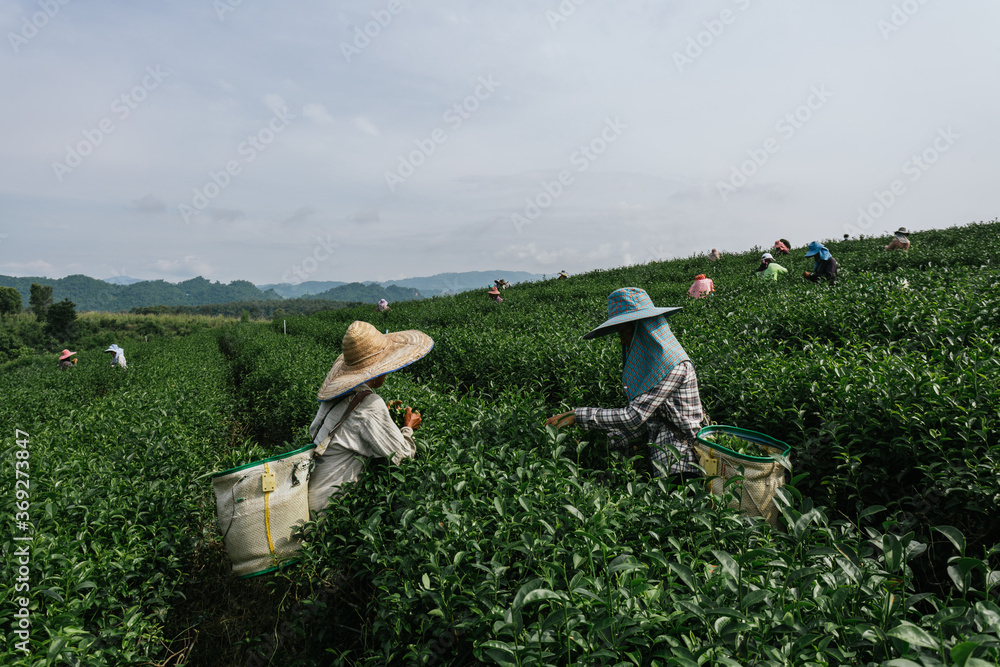 亚洲集体农民在茶园收集茶叶