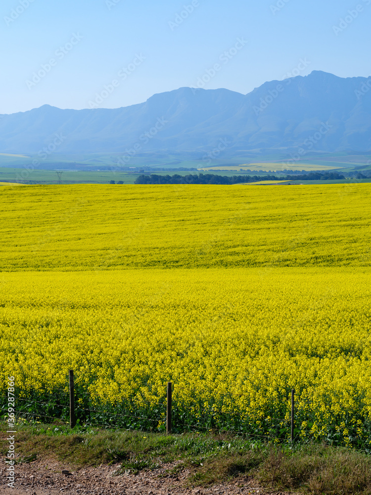 Canola fields with the Riviersonderend Mountains in the background. Near Riviersonderend. Western Ca