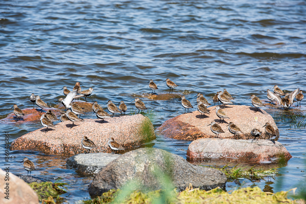 Sea birds sitting on the stone rocks