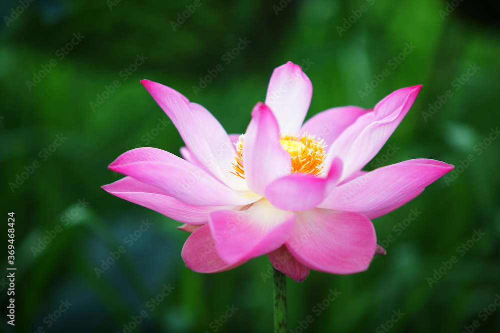 pink lotus flowers