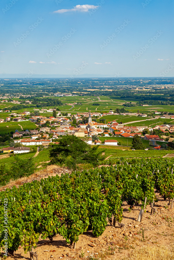 Paysage du vignoble du Beaujolais autour du village de Fleurie dans le département du Rhône en Franc