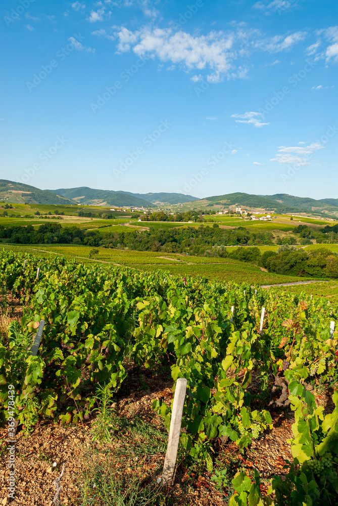 Paysage du vignoble du Beaujolais dans le département du Rhône en France