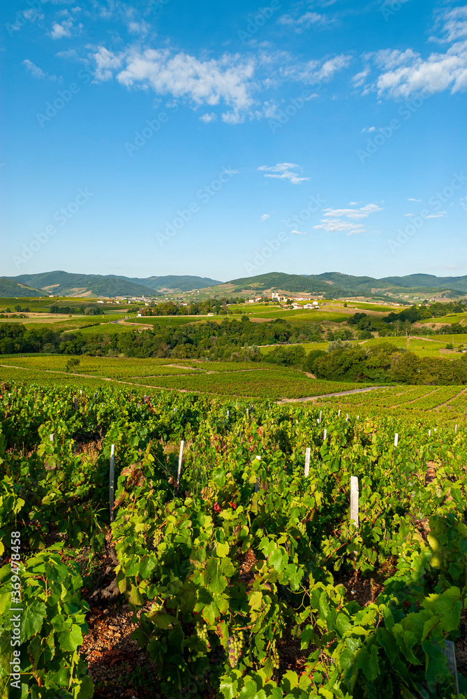 Paysage du vignoble du Beaujolais dans le département du Rhône en France