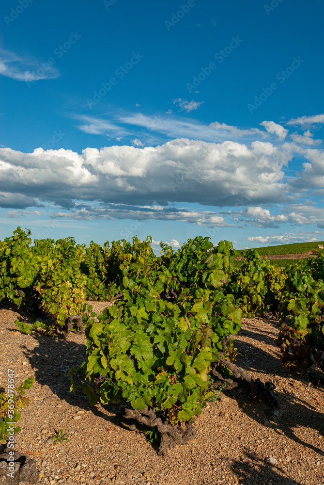 vignoble du Beaujolais dans le département du Rhône en France