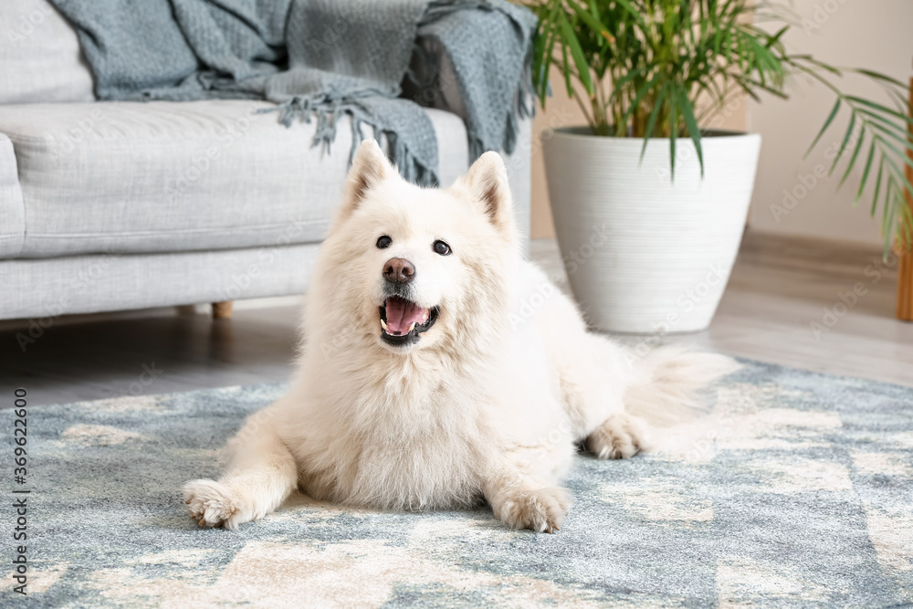 Cute funny dog on soft carpet at home