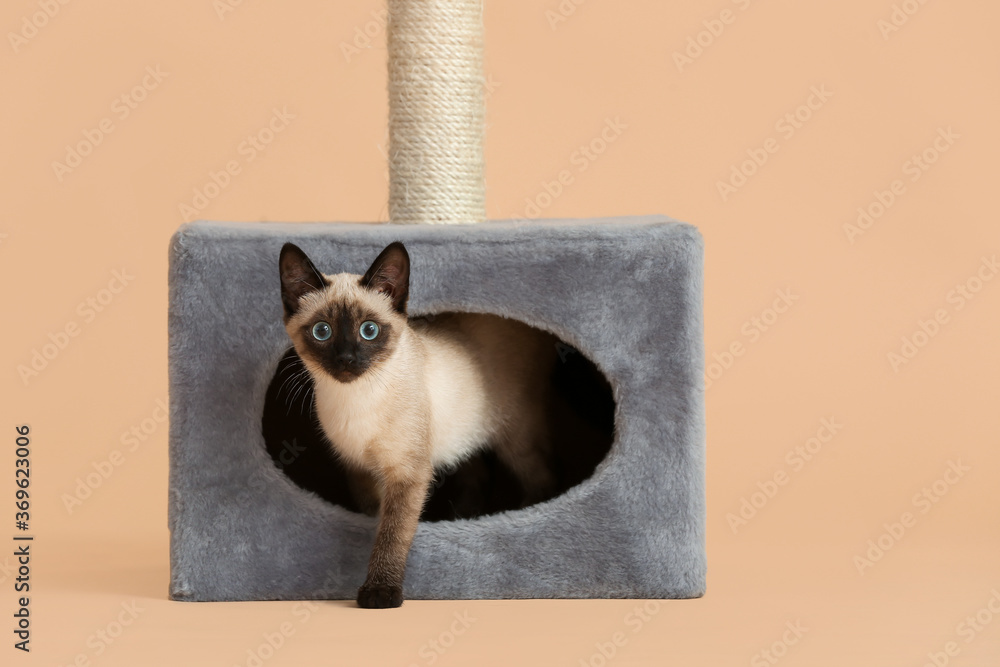 Cute Thai cat hiding in its house on color background