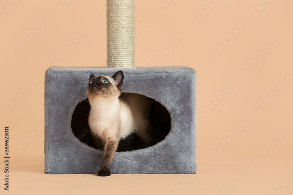 Cute Thai cat hiding in its house on color background