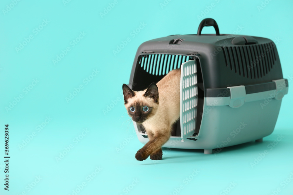 Cute Thai cat in carrier on color background