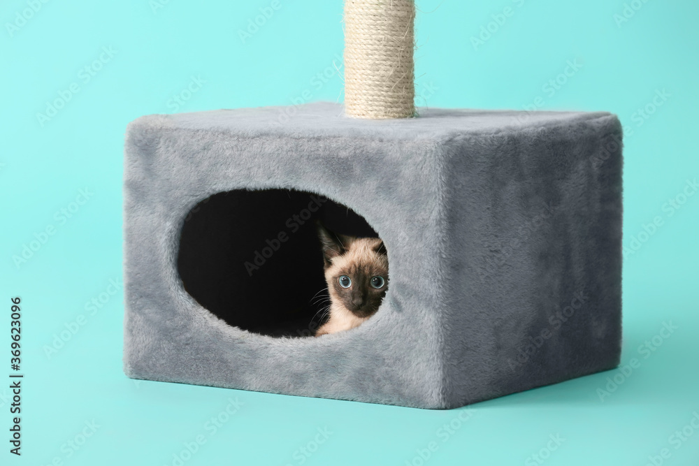 Cute Thai cat hiding in its house on color background