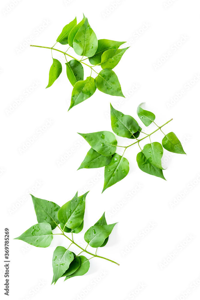 Lauout of green leaves - nature background. Top view