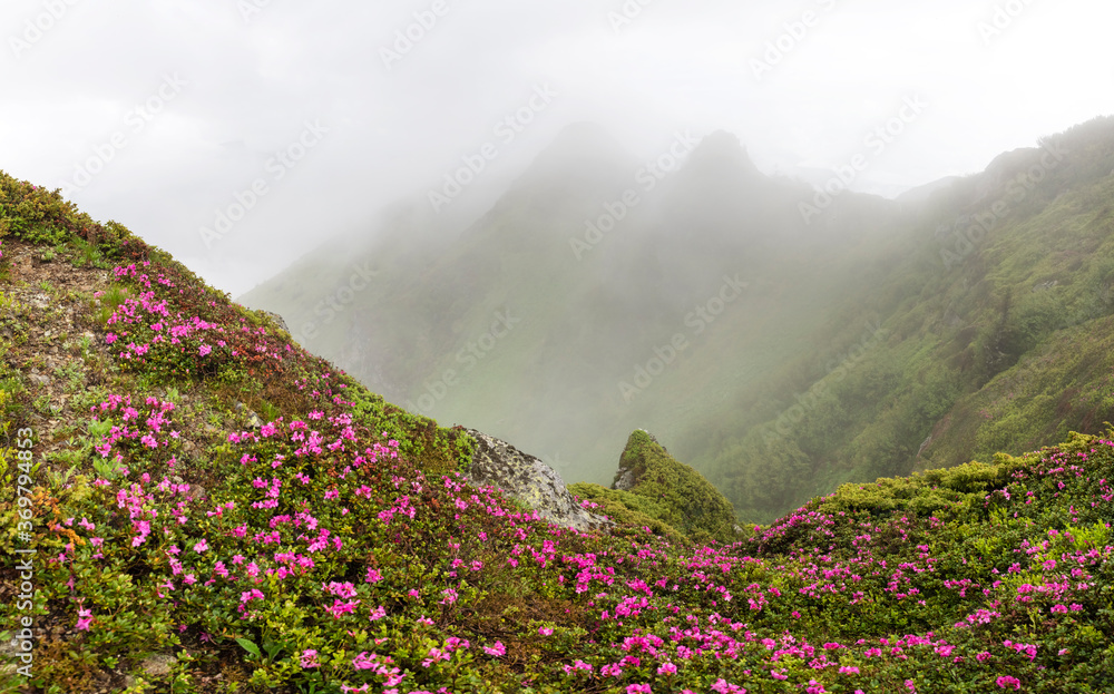 Rhododendron flowers covered mountains meadow in summer time. Fog and mist envelops the mountain pea