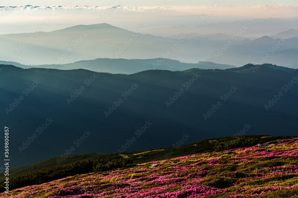 Rhododendron flowers covered mountains meadow in summer time. Purple sunrise light glowing on a fore