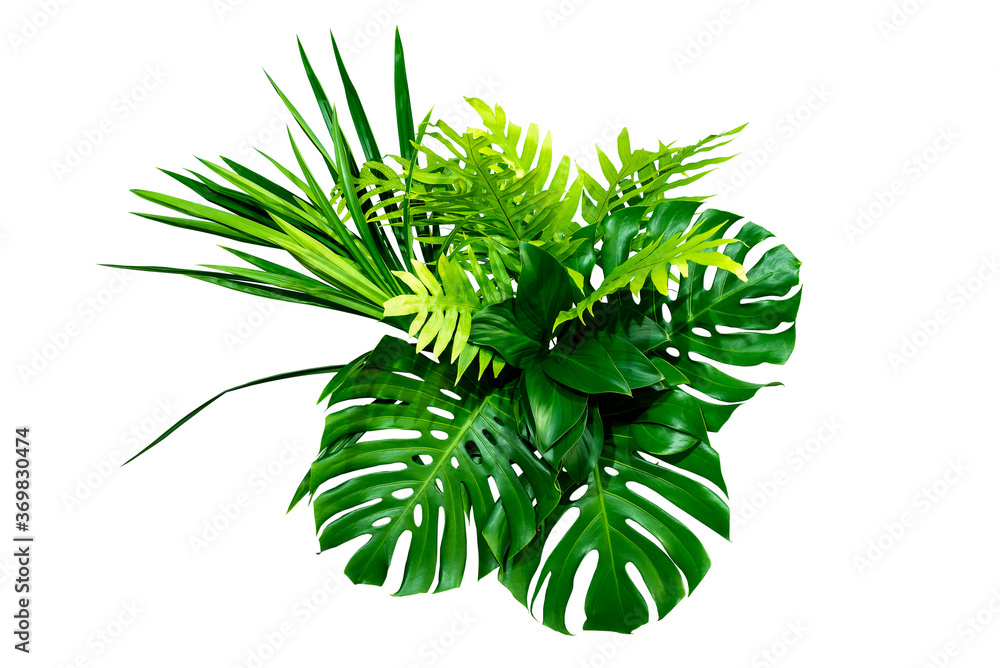 Green leaves of tropical plants bush (Monstera, palm, rubber plant, pine, bird’s nest fern) floral a