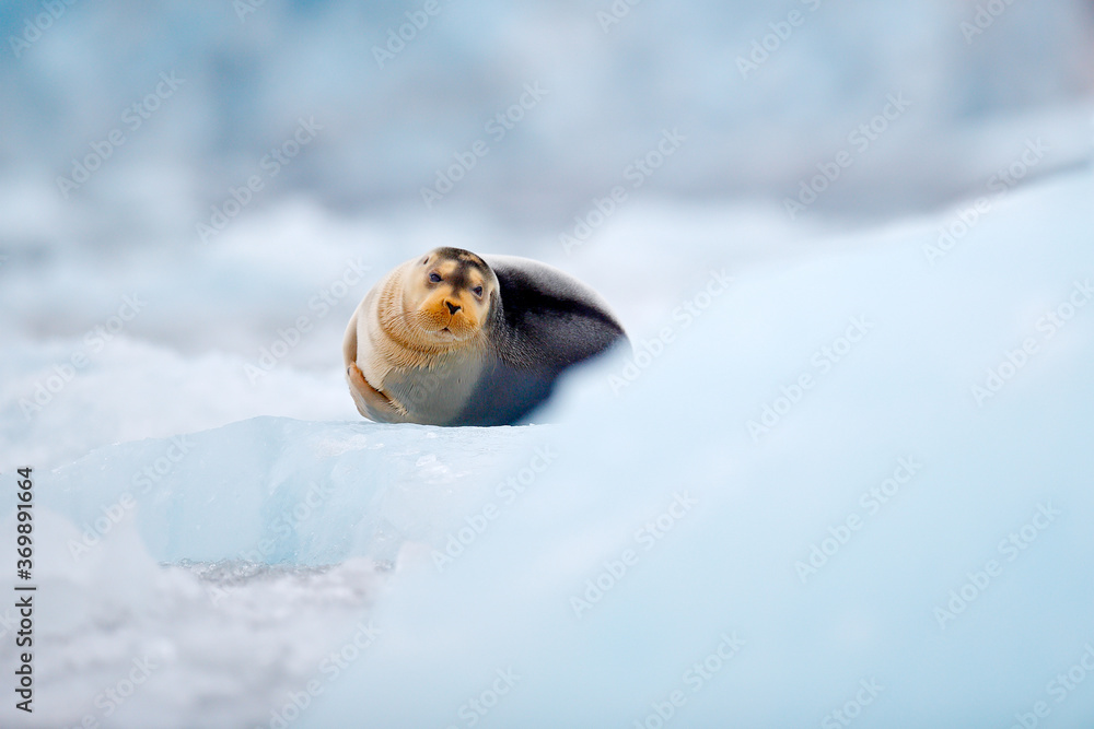 Cute seal in the Arctic snowy habitat. Bearded seal on blue and white ice in arctic Svalbard, with l