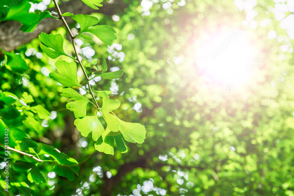 太陽の光が当たる新緑の木