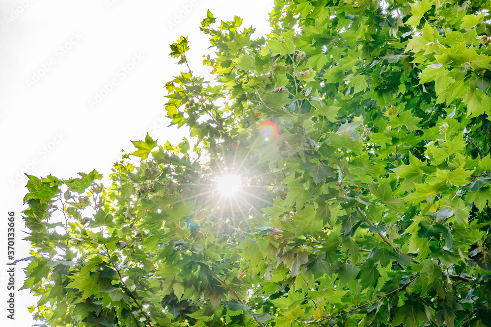 太陽の光が当たる新緑の木