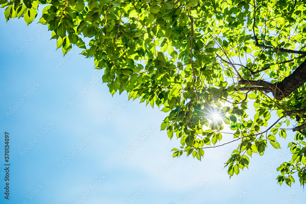 太陽の光が当たる新緑の木