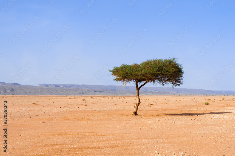 Single tree in the Sahara / Single tree, acacia, in the Sahara, near the Lac Iriki salt lake, Morocc