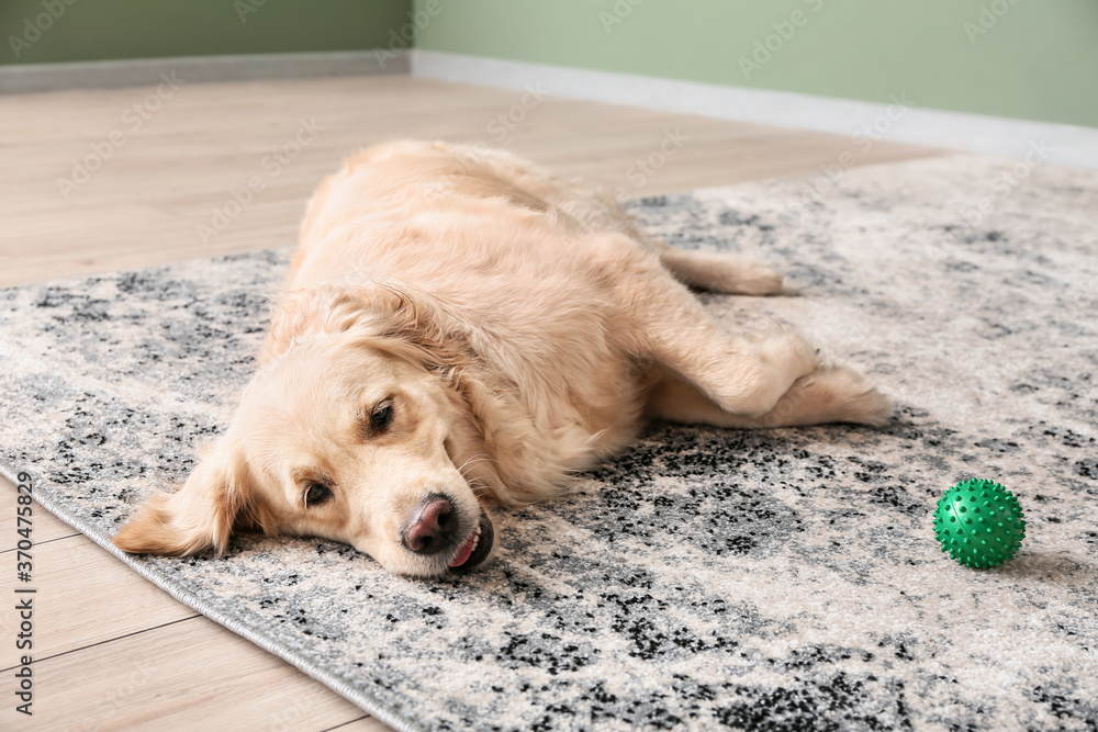 Cute funny dog on soft carpet at home