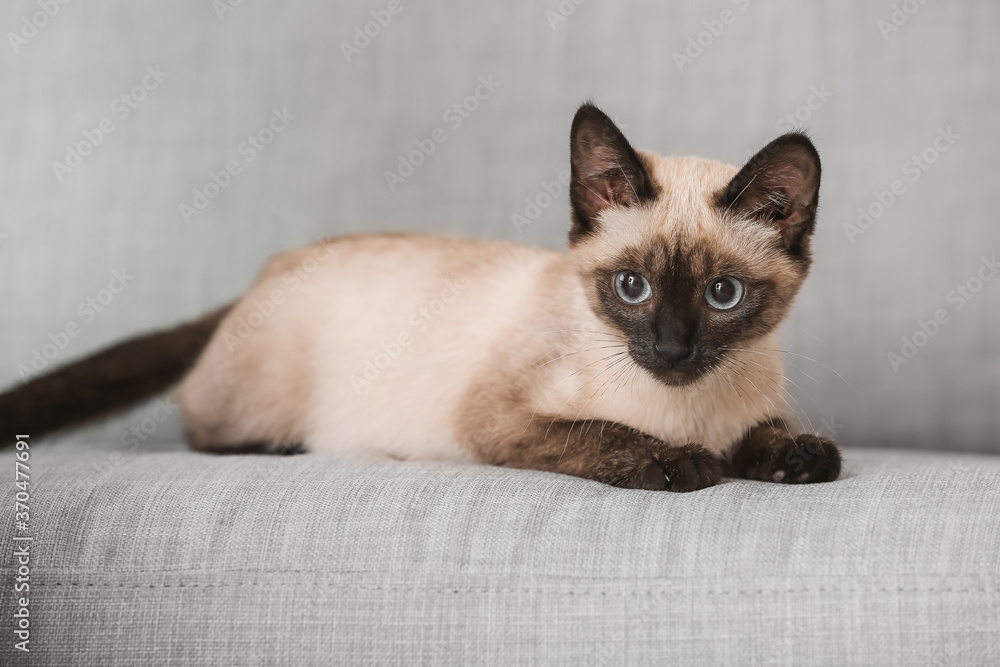 Cute Thai cat on sofa at home