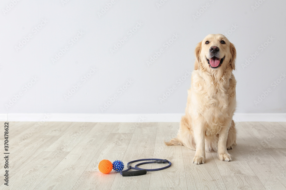 可爱的拉布拉多犬，室内有铅和玩具