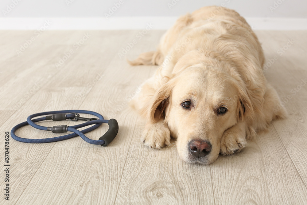 Cute Labrador dog with lead indoors