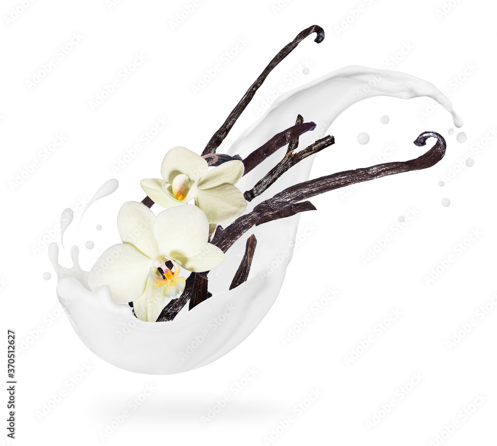 Dried vanilla sticks with flowers in milk splashes on a white background