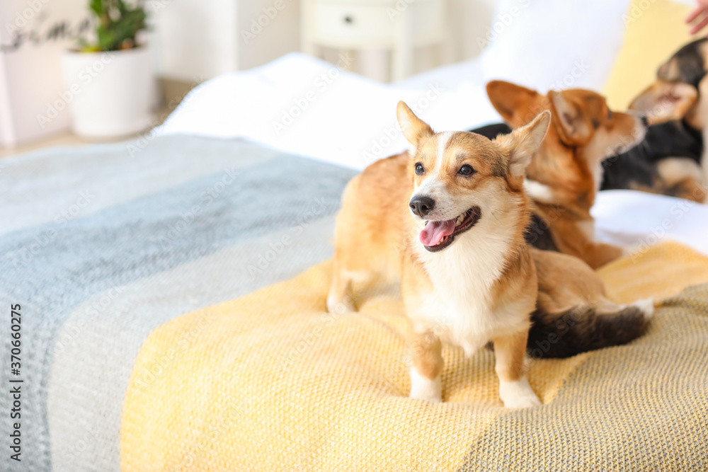 Cute corgi dogs resting on bed at home