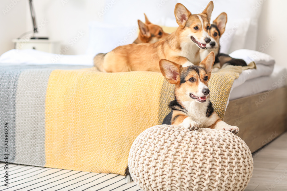 家里卧室里的可爱柯基犬