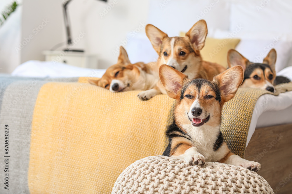 家里卧室里的可爱柯基犬