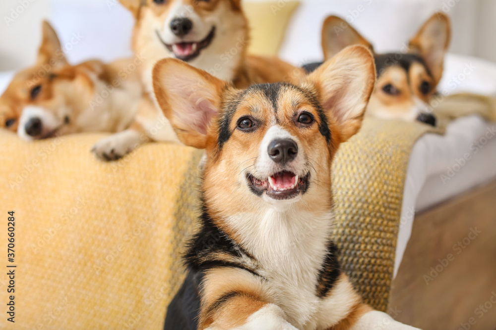 家里卧室里的可爱柯基犬