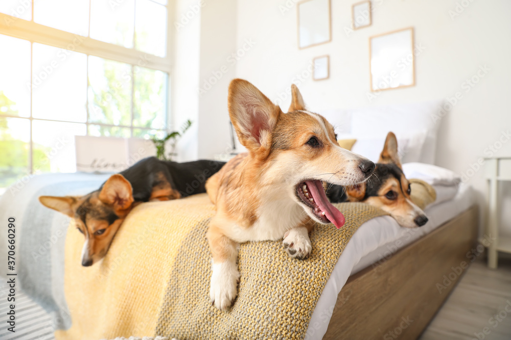 可爱的柯基犬在家休息