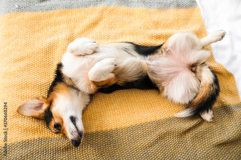 可爱的柯基犬在家休息