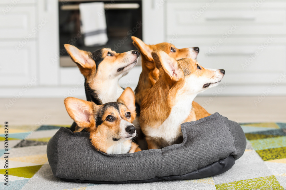 家里厨房里有宠物床的可爱柯基犬