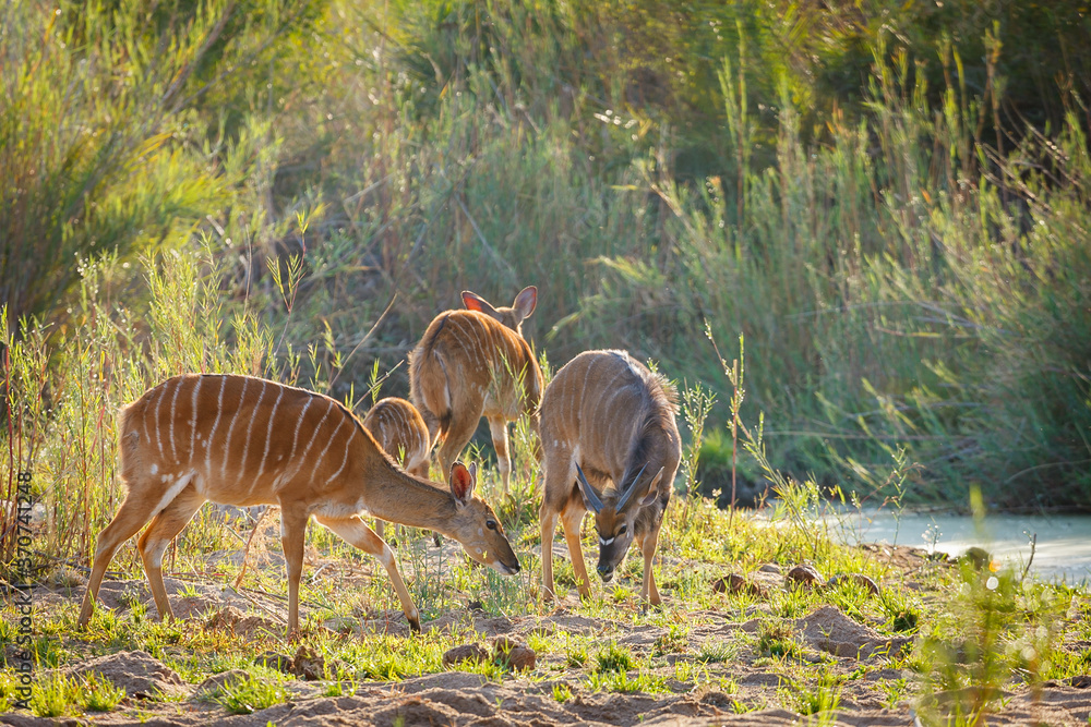 一个小型低地尼亚拉或简称尼亚拉（Tragelaphus angasii）牛群——雌性和一只雄性。普马兰