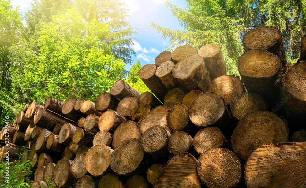 Forestry industrial shot in nature: pile of felled tree trunks in a green forest on a beautiful sunn